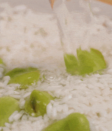 鍋底抹油，將淘洗干凈的大米，加蠶豆、清水，蓋蓋中火煮。